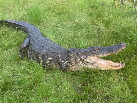 Aligator, Florida