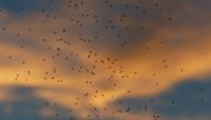 Najezda komaraca zbog obilnih padavina, a tek će ih biti: Evo zbog čega neke ljude ujedaju više nego druge