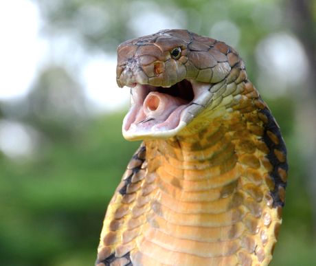 kraljevska kobra king cobra