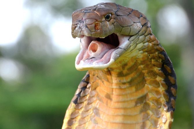 kraljevska kobra king cobra kraljevska kobra king cobra