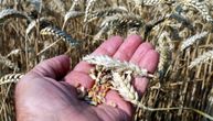Zrna pšenice prazna: Kiša joj sprala zaštitu i uticala na kvalitet, ali je prolećnim usevima prijala