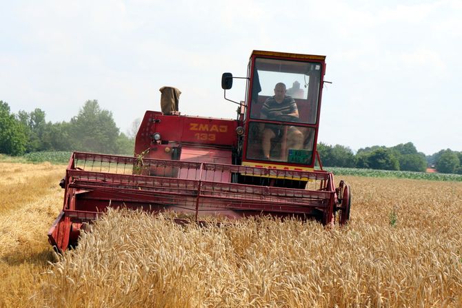 žetva, žito, žita, kombajn, POMORAVLJE POLJOPRIVREDNICI PSENICA