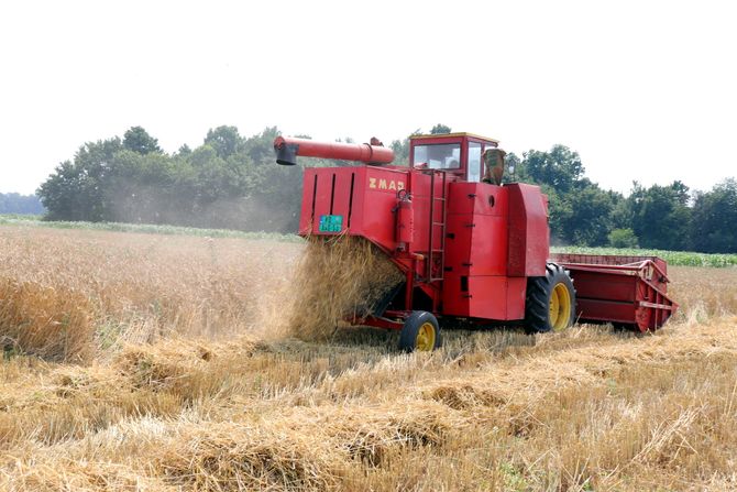 žetva, žito, žita, kombajn, POMORAVLJE POLJOPRIVREDNICI PSENICA