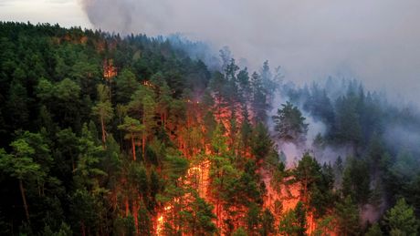 Rusija šumski požari Rusija šumski požari