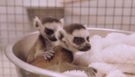 Lemur spada u ugroženu vrstu, ali ipak ima nade: Rođeni blizanci u San Dijegu