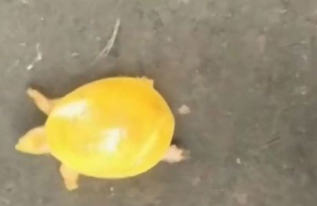 Žuta kornjača, kornjača Žuta kornjača, kornjača