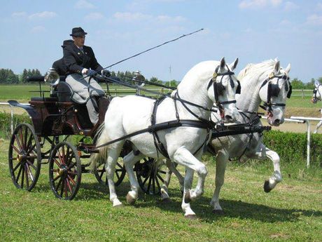 Karađorđevo Karađorđevo