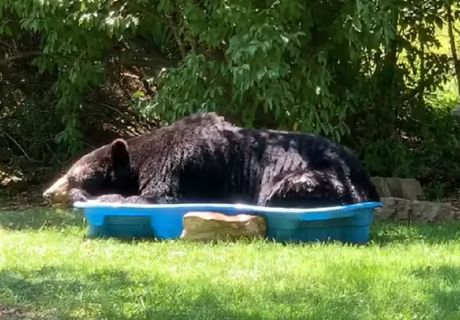 Medved bazen kupanje
