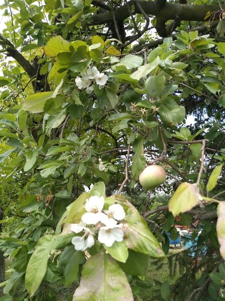 Procvetale jabuke, Topola