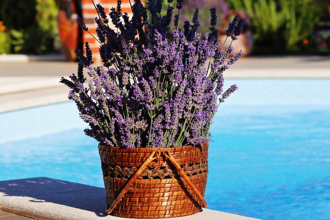 lavanda