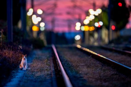 Pruga, železnica, šine, mačka