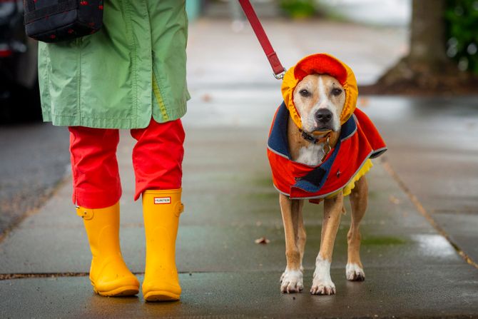 Kiša, gumene čizme, pas, kabanica Kiša, gumene čizme, pas, kabanica