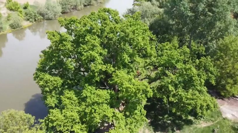 Evo Zasto Bi Ovog Leta Trebalo Da Posetite Cuveni Kocin Hrast Telegraf Rs