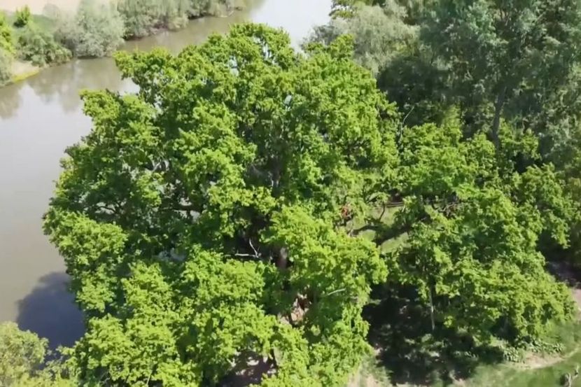 Evo Zasto Bi Ovog Leta Trebalo Da Posetite Cuveni Kocin Hrast Telegraf Rs