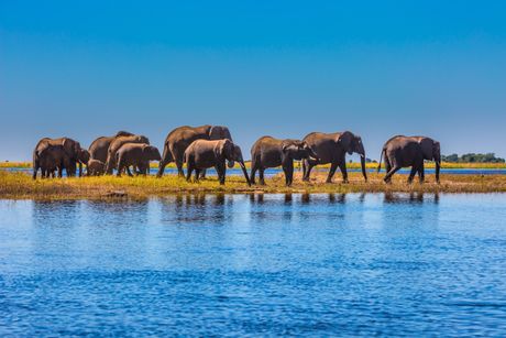 Slonovi na reci Okavango