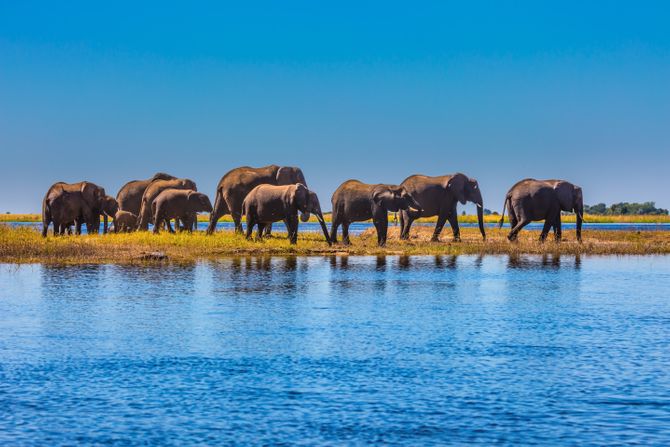 Slonovi na reci Okavango