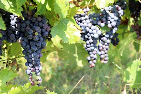 Vinograd Kompanije Rubin, grožđe