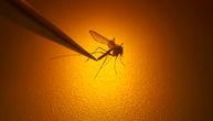 Komarci zaraženi Virusom Zapadnog Nila registrovani u Šapcu: Odmah izdato upozorenje