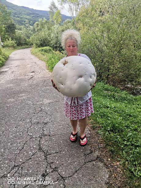 Calvatia gigantea, velika puhara Calvatia gigantea, velika puhara