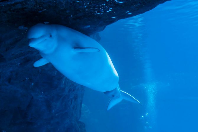 Beluga kit Beluga kit