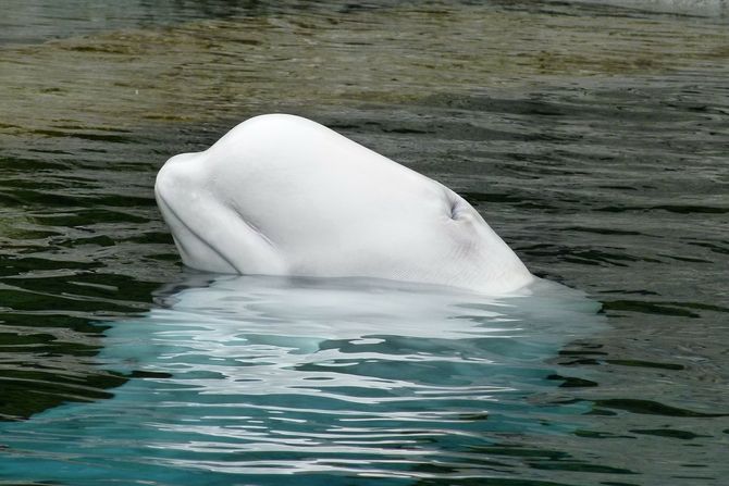 Beluga kit