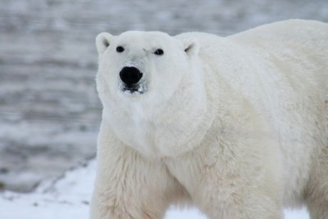 Polarni medved