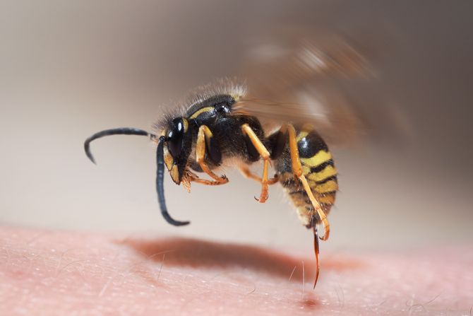 osa ujed ose pcela pcele, insekti alergija