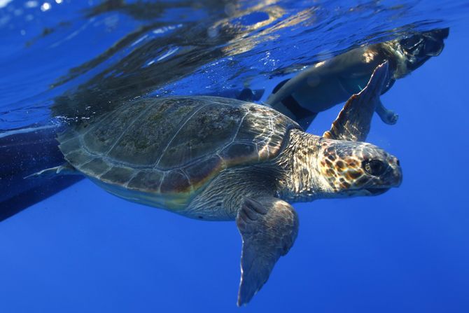 Caretta caretta morka kornjača