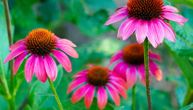Da li ehinacea pomaže kod prehlade, anksioznosti i bolova ili su efekti precenjeni?