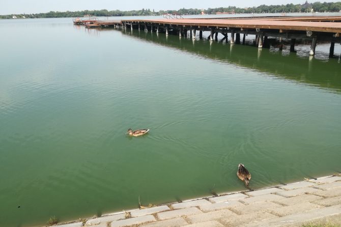 palic, palicko jezero