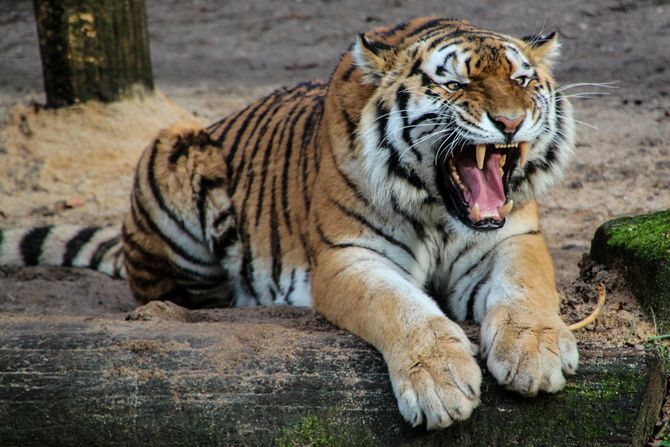 tigar tigar