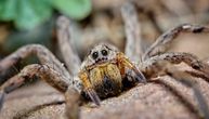 Putnik pokušao da prošvercuje preko 300 tarantula u avion