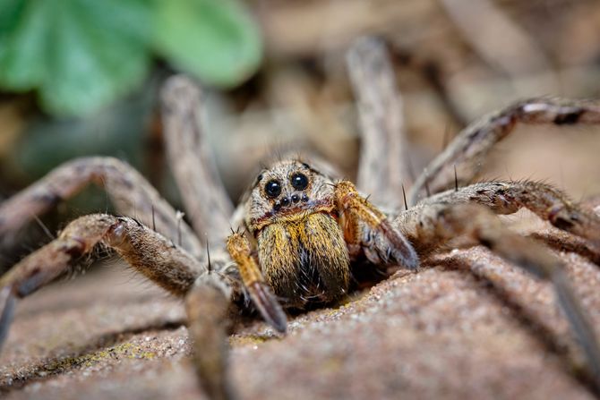 Vuk pauk, evropska tarantula