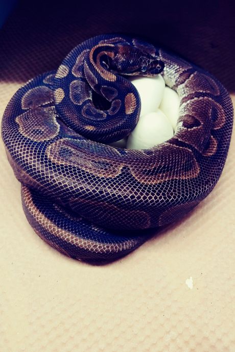 Piton zoo vrt Sent Luis Piton zoo vrt Sent Luis