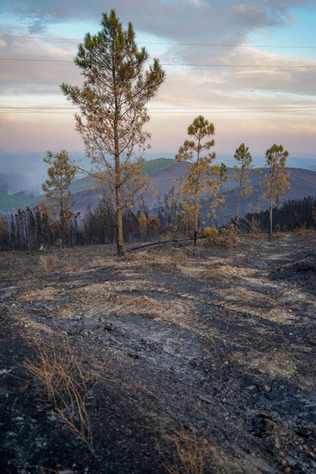 Požari Portugalija, Portugal Wildfires