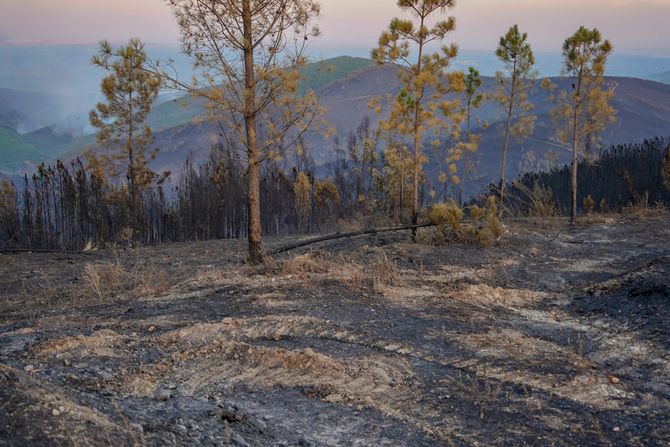 Požari Portugalija, Portugal Wildfires