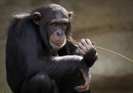 Šimpanza, majmun