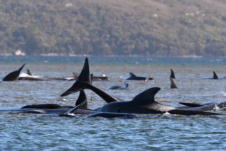 Nasukani kitovi, Australija