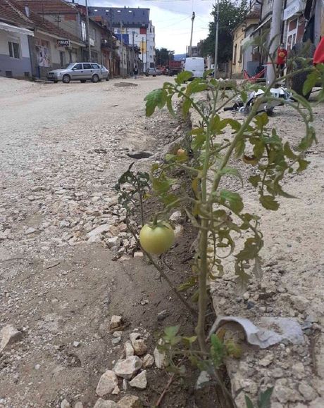 Paradajz na putu Paradajz na putu