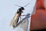 Dok temperature prelaze 30 stepeni, insekti ulaze u domove: Ovu namirnicu stavite kraj prozora