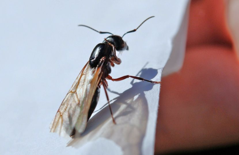 Dok temperature prelaze 30 stepeni, insekti ulaze u domove: Ovu namirnicu stavite kraj prozora