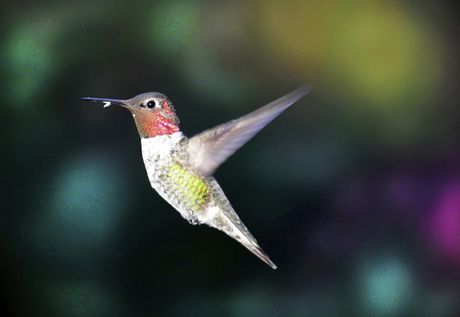Hummingbird, kolibri, ptica