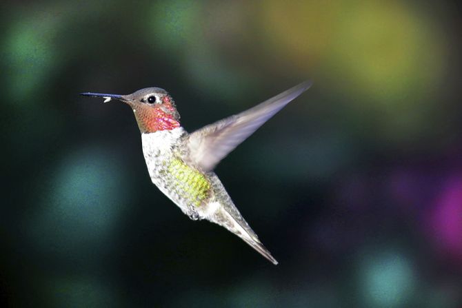 Hummingbird, kolibri, ptica