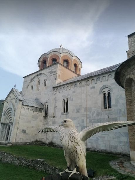 Manastir Studenica, soko