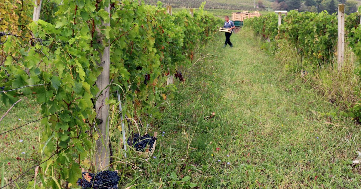 Kod Leposavića orezan prvi čokot na Svetog Trifuna: Presekao se i slavski kolač