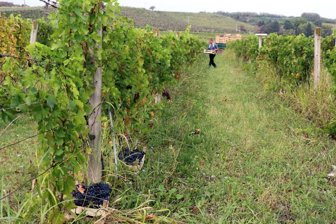 JAGODINA VINOGRADI BERBA