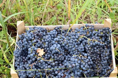 JAGODINA VINOGRADI BERBA