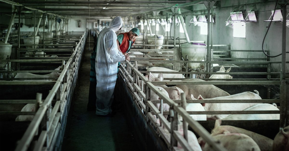 Katastrofa u komšiliku: Opasna bolest se izmakla kontroli, eutanazirano desetine hiljada stoke