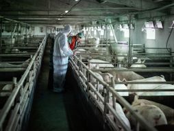 Svinjska kuga, svinje, evropska agencija za bezbednost hrane, kampanja