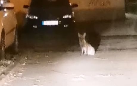 lisica u Zrenjaninu lisica u Zrenjaninu